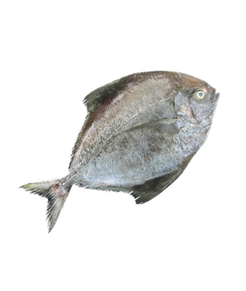 BLACK POMFRET